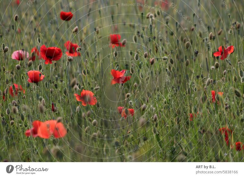 Poppy Seed Time poppy photo poppy flower photo Nature photo blossoms Grain poppy seed capsules poppies Field Margin of a field flowers Season poppy season