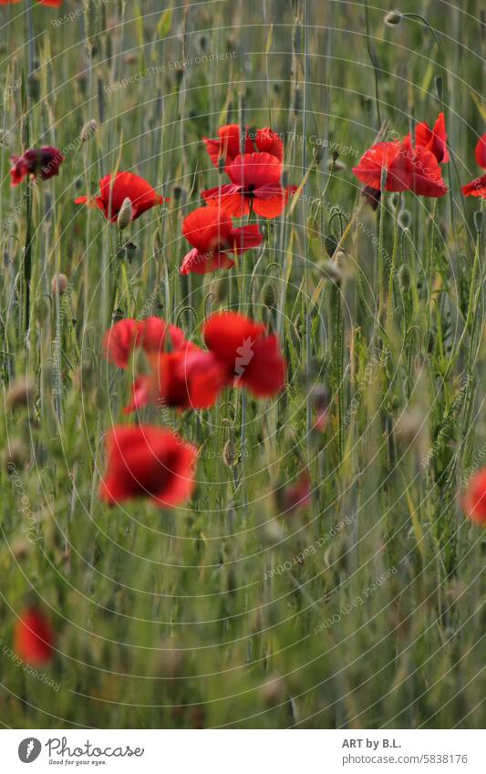 Poppy season poppy photo poppy flower photo Grain blossoms flowers Margin of a field Field poppies Nature poppy seed capsules Nature photo