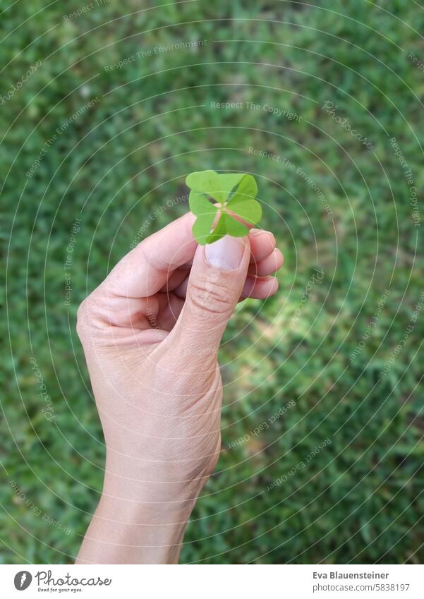 Hand holding 4-leaf clover over meadow Four-leafed clover Cloverleaf Happy four-leaf clover Good luck charm Four-leaved Green Sorrel Heart Heart-shaped