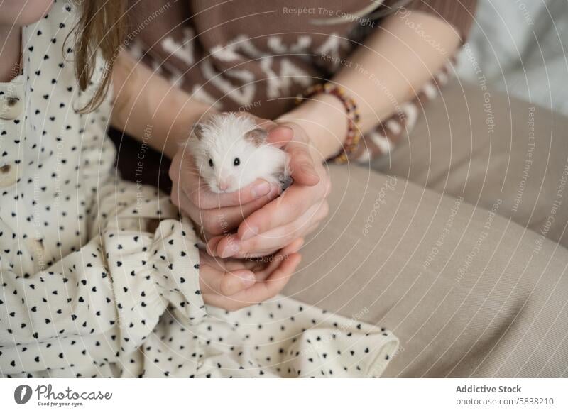 Tender moments with pet hamster at home mother daughter holding fluffy white animal care gentle bonding family love affection mammal small domestic together