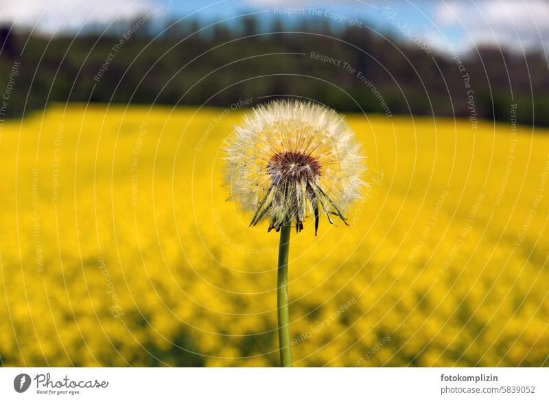 Dandelion in front of a yellow rapeseed field dandelion dandelion seed Canola field Yellow Delicate Ease summer yellow Sámen Summer flying seeds