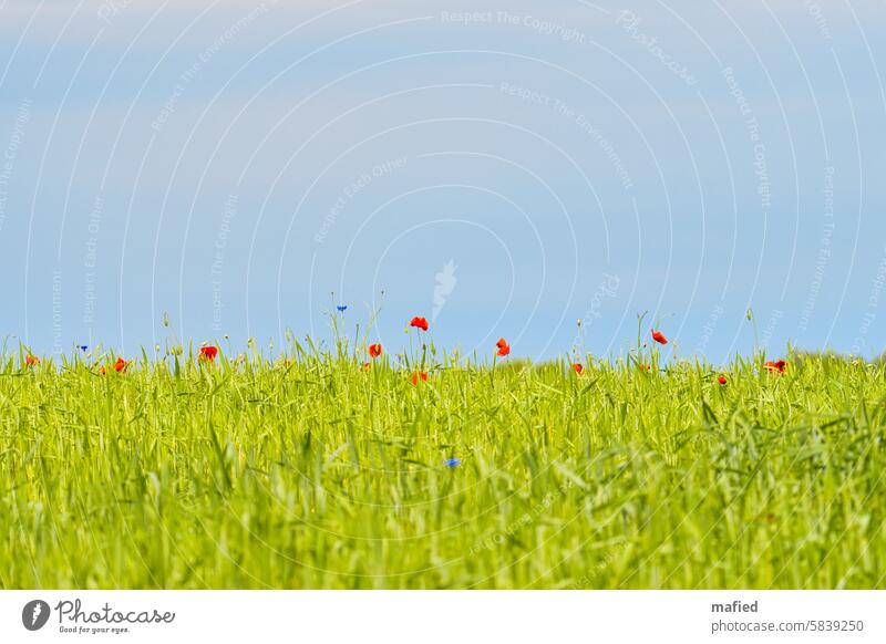 Corn poppies and cornflowers in a cereal field Corn poppy Grain Agriculture Organic farming Field Cornfield Agricultural crop Red Blue Green Sky