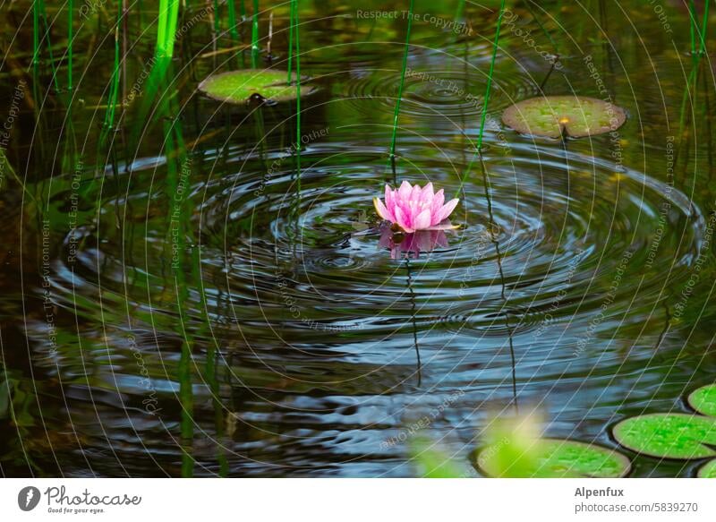 exciting | underwater activity Water lily Pond Water lily pond Plant Nature Colour photo erruption Movement Waves Swell Blossom Green Lake Reflection Deserted