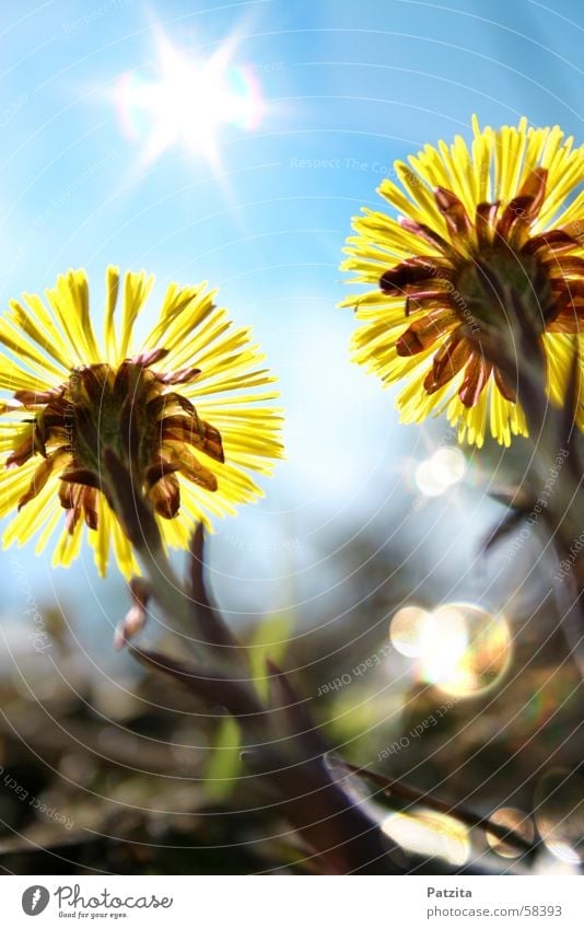 sun worshippers Flower Yellow Grass Meadow flower Forest flower Coltsfoot Green Spring Sky Sun Glittering Blue