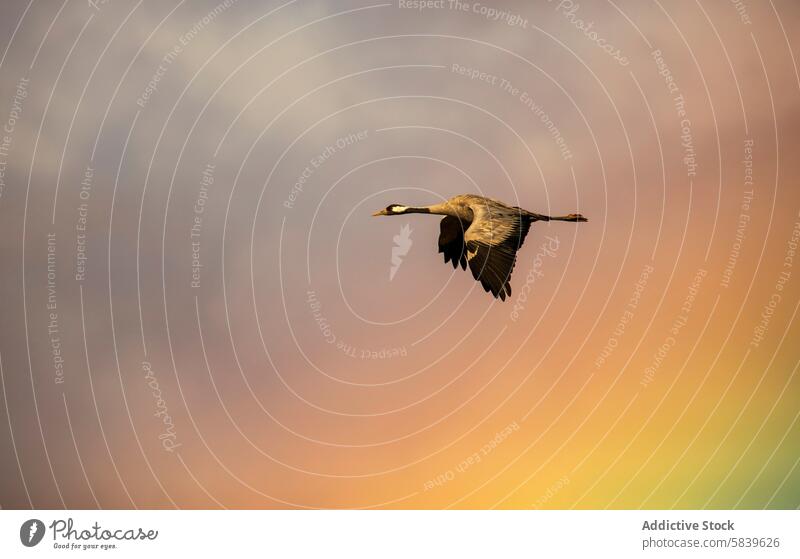 Crane flying against a colorful sunset sky crane bird flight wing graceful vibrant orange pink nature wildlife solitary backdrop soft blending hue outstretched