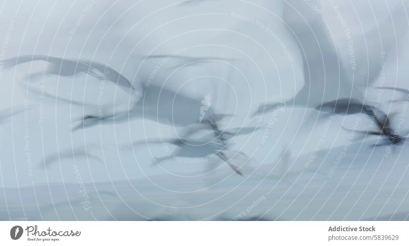 Abstract motion blur of cranes in flight abstract bird white soft-focus ethereal graceful pale background dreamy visual effect photography artistic serene
