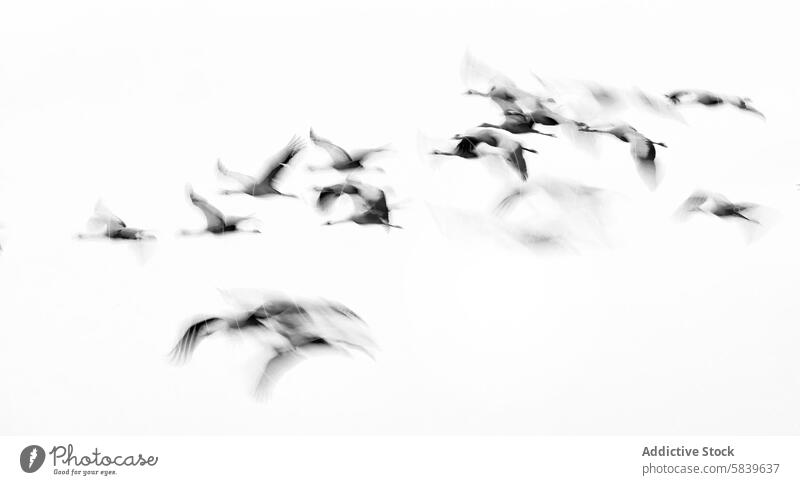 Flock of cranes in motion blur on white background bird nature wildlife flock abstract freedom flight flying beauty graceful air sky wing feather movement