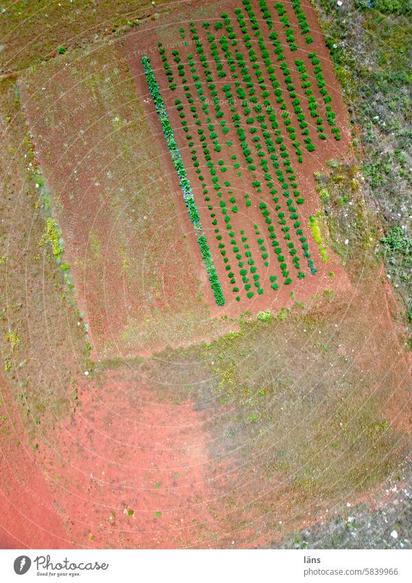 agriculture arable land Agriculture aerial photograph Bird's-eye view plan Arable land UAV view agriculturally Field Aerial photograph Rural Apulia Italy
