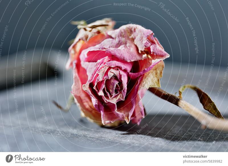 Lovely dried rose flower dried flower sadness romantic studio shot pink flower copy space nostalgic vintage love -emotion weathered indoor retro floral