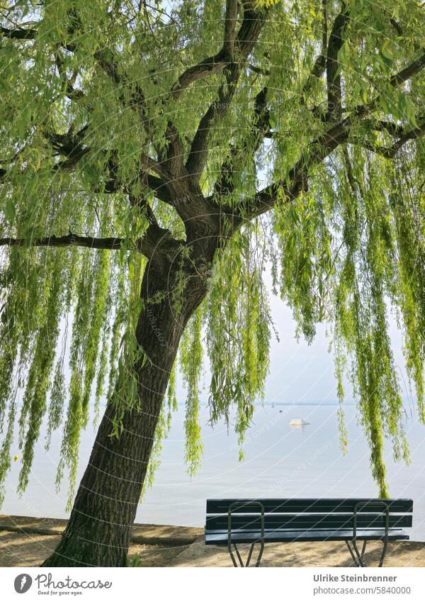 Weeping willow provides shade by the lake Willow tree Tree branches Salix babylonica Bench Park bench Lakeside bank Lake Constance Shadow Vantage point