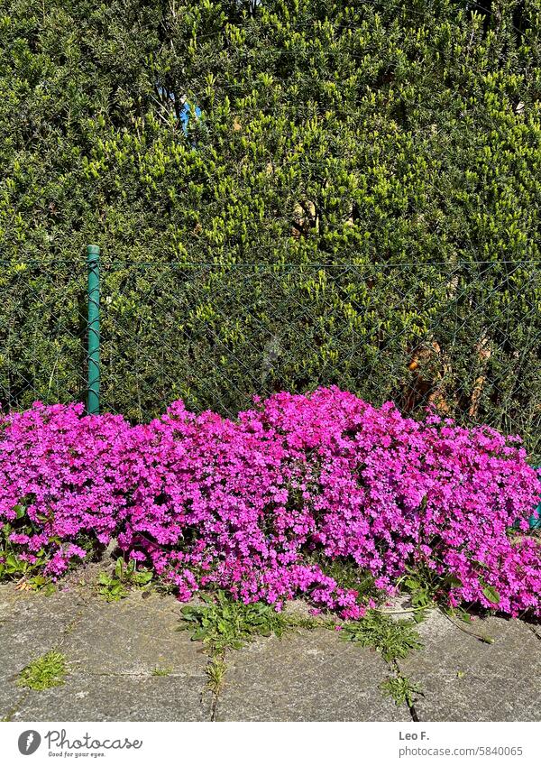 Vibrant Pink Phlox Flowers in Bloom Against a Green Hedge Pink Phlox flowers Blooming Green hedge Garden Pathway Concrete Outdoors Nature Floral display