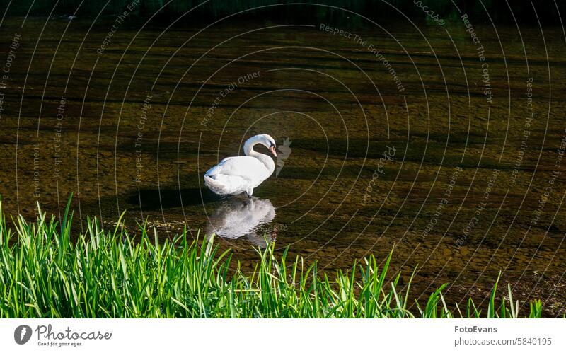 A swan in the water of a small river Cygnus living being copy space white stream duck nature Germany day plumage species of bird background feather animal wild
