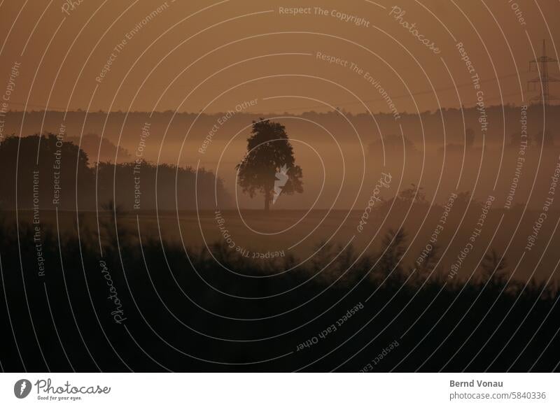 Tree, shrub, mast Landscape Dawn Panorama (View) Electricity pylon pretty Orange Silhouette Idyll Deserted Sunrise Sky Contrast Environment Morning Light Nature