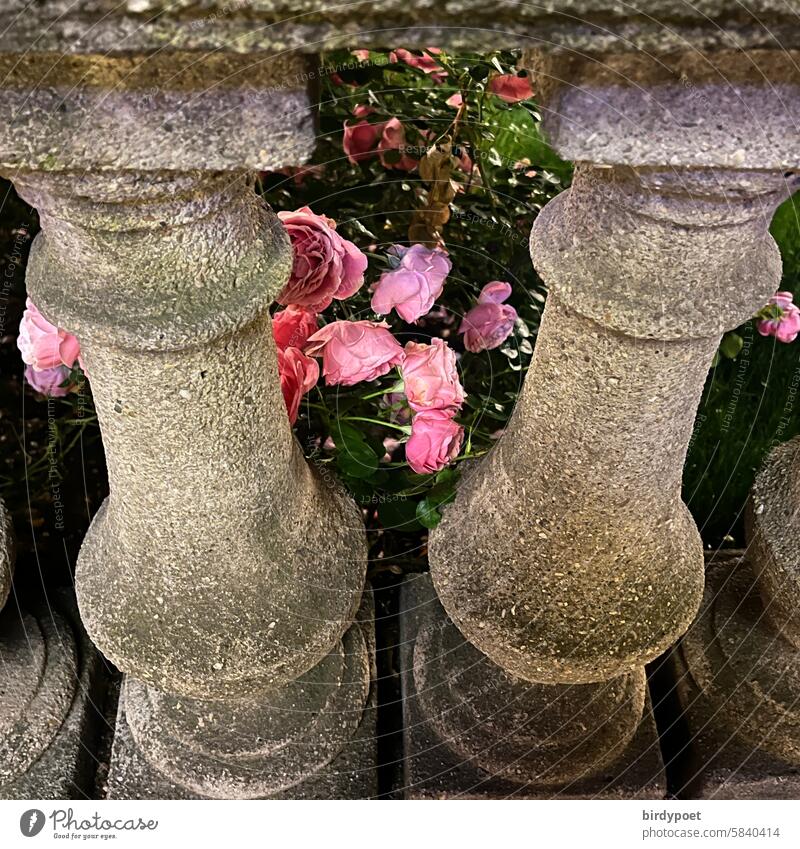 Pink roses behind balustrade columns two Town Park Garden Evening evening mood May
