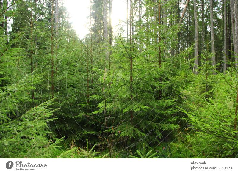 forest with evergreen young fur-trees pine slender slim mountain hill svelte branch wood village high season Carpathian needle light leaf trunk mountainous