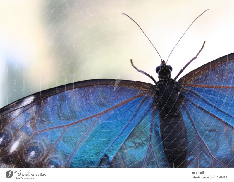 Iridescent Colour photo Macro (Extreme close-up) Shallow depth of field Eyes Nature Animal Butterfly Wing 1 Crawl Esthetic Blue Insect Dazzling Feeler