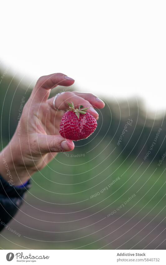 Hand presenting a fresh strawberry at a farm hand produce agriculture fruit ripe harvest holding unrecognizable anonymous close-up selective focus nature