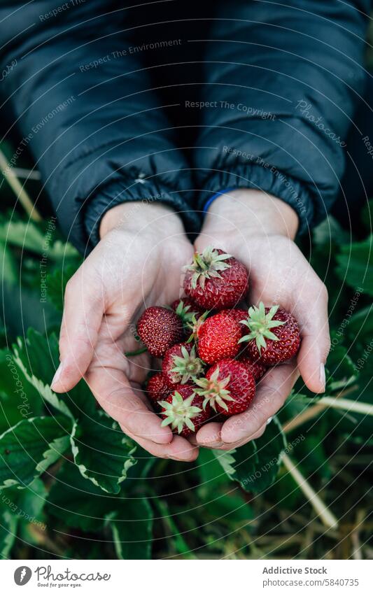 Freshly picked strawberries in anonymous farmer's hands strawberry ripe fresh harvest agriculture farm life foliage organic fruit picking healthy close-up