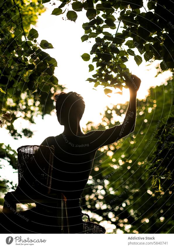 Anonymous person picking Fruit on a Farm at Sunset silhouette fruit tree farm sunset glow warm harvest agriculture rural orchard farming activity nature outdoor