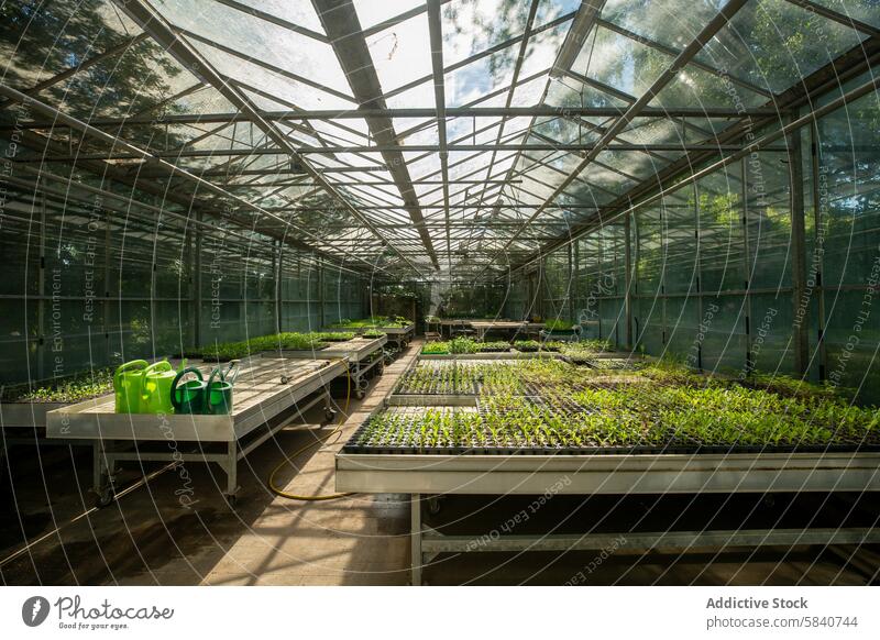 Sunlit Greenhouse with Seedling Trays and Watering Cans greenhouse sunlight seedling tray watering can farm agriculture cultivation plant horticulture table