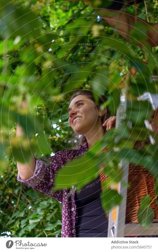 Young Woman Harvesting Fruit on a Farm woman farmer harvest fruit ladder rural lifestyle green leaves healthy smiling female smile agriculture horticulture