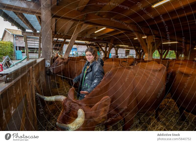 Young woman tends to cattle in rustic farm setting young farmer barn wood feeding happy caring brown cow life traditional farmstead agriculture livestock dairy