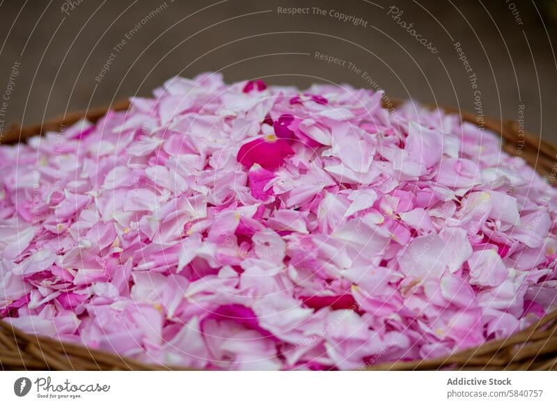 Basket Overflowing with Fresh Pink Rose Petals rose petals pink basket wicker harvest farm life agriculture floral natural delicate fresh organic beauty nature