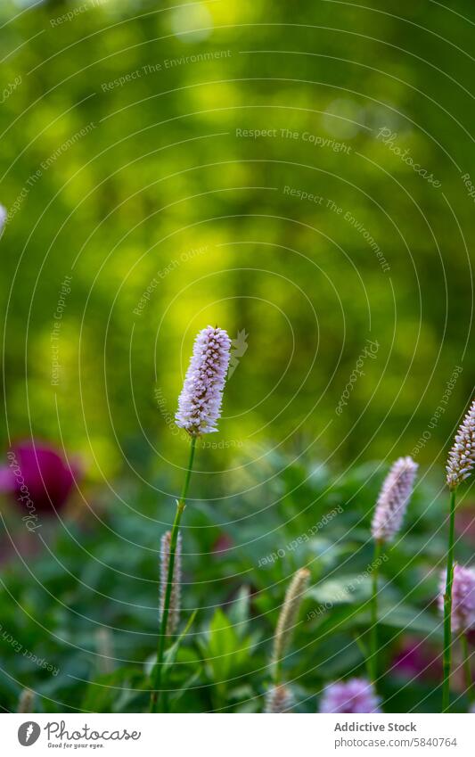 Tranquil farm garden with blooming Bistort flowers bistort tranquil close-up nature flora botanical agriculture spring growth green soft focus horticulture