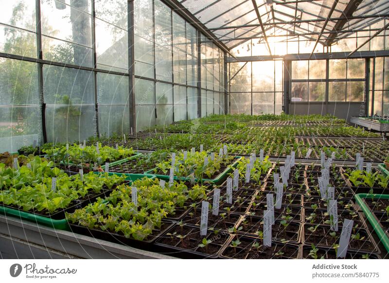 Greenhouse Seedlings at Sunset in Rustic Farm Setting greenhouse seedling sunset agriculture rural sustainable growth farm plant tray gardening cultivation