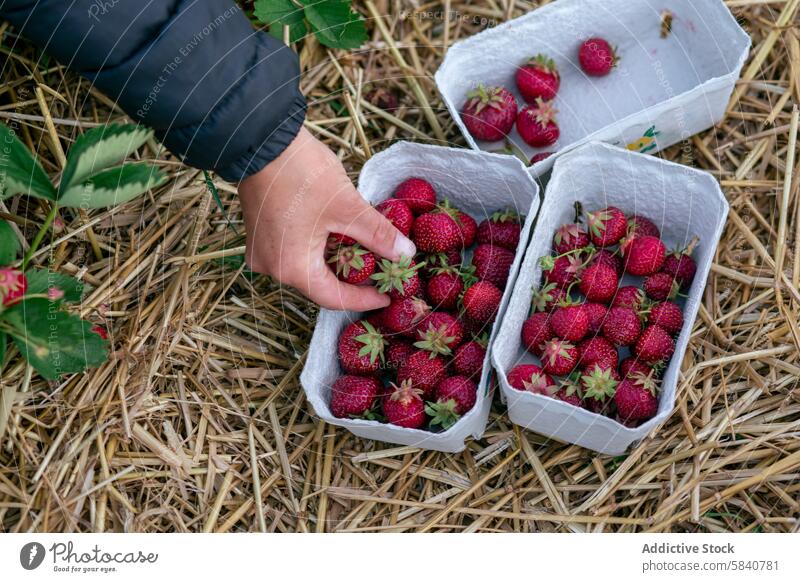 Anonymous hand picking fresh strawberries on a farm strawberry ripe produce agriculture punnet harvesting juicy fruit ground plant cultivation rural outdoor