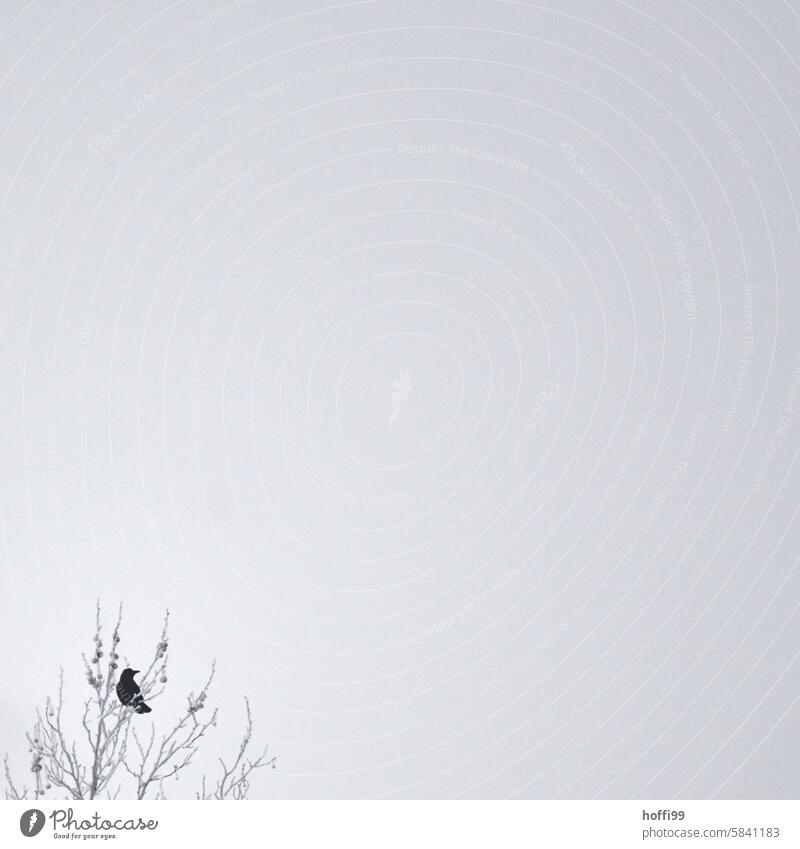 cold crow at the bottom left of the tree, otherwise plenty of space for text Crow Cold White minimalism Minimalistic Winter Gray Snow Simple Calm Abstract