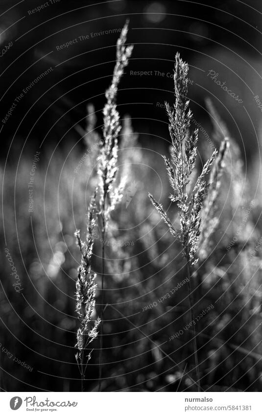 Sometimes it has to be graphic 1 Orthochromatic Contrast colourless b/w grasses Analog movie 35mm Nature pretty Simple oldscool Grass