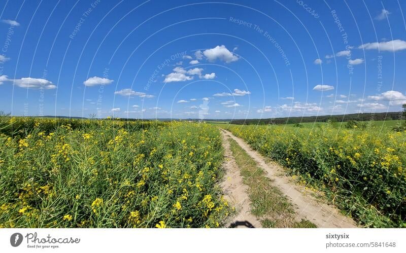 Field path between rapeseed fields off the beaten track gravel Grass acre Canola Agriculture sunny Sky Clouds Nature Gravel path vacation Relaxation Rural