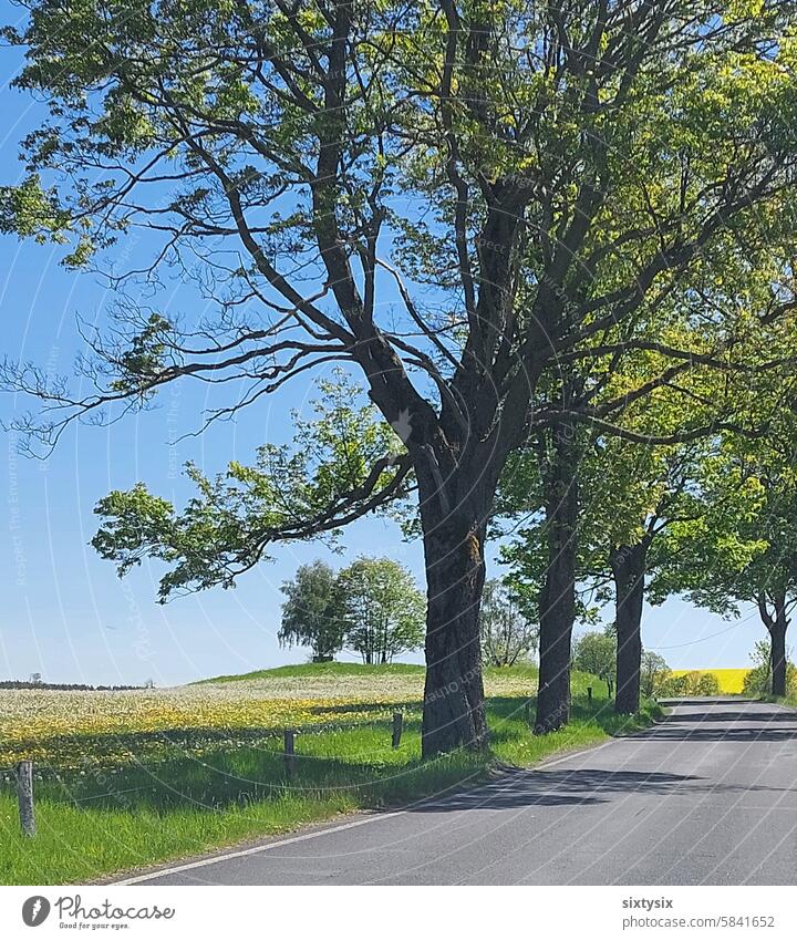 Road with trees at the edge and meadow Street Tree Meadow Landscape Nature Green Sky Asphalt Rural Grass vacation Relaxation off