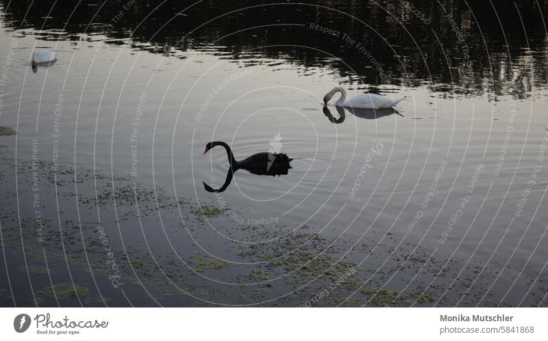 Swans on the water Dreary chill Branches and twigs swans Mystic pretty Picturesque Fabulous Fairytale landscape Enchanted forest Lonely Moody Dreamily