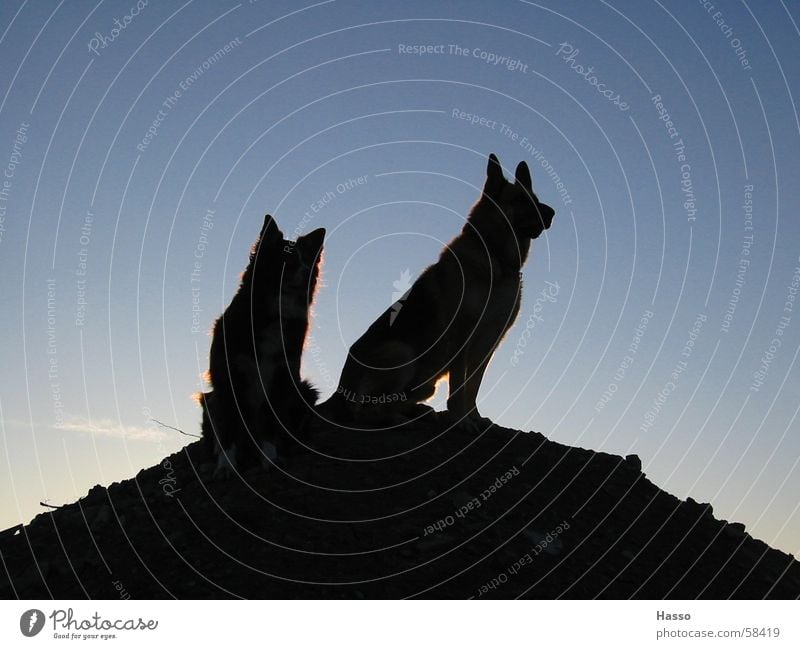 King of the Hill Dog Back-light Dark Threat Superior Monitoring Morning Black Mountain Sky Tall Above Review Observe Testing & Control Blue German Shepherd Dog