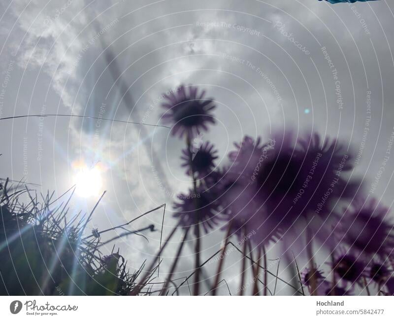 Flowers backlit flowers alpine flowers Back-light Sun purple Plant Violet Summer Blossoming Bellflowers Meditation Grass Clouds mountains Thunder and lightning