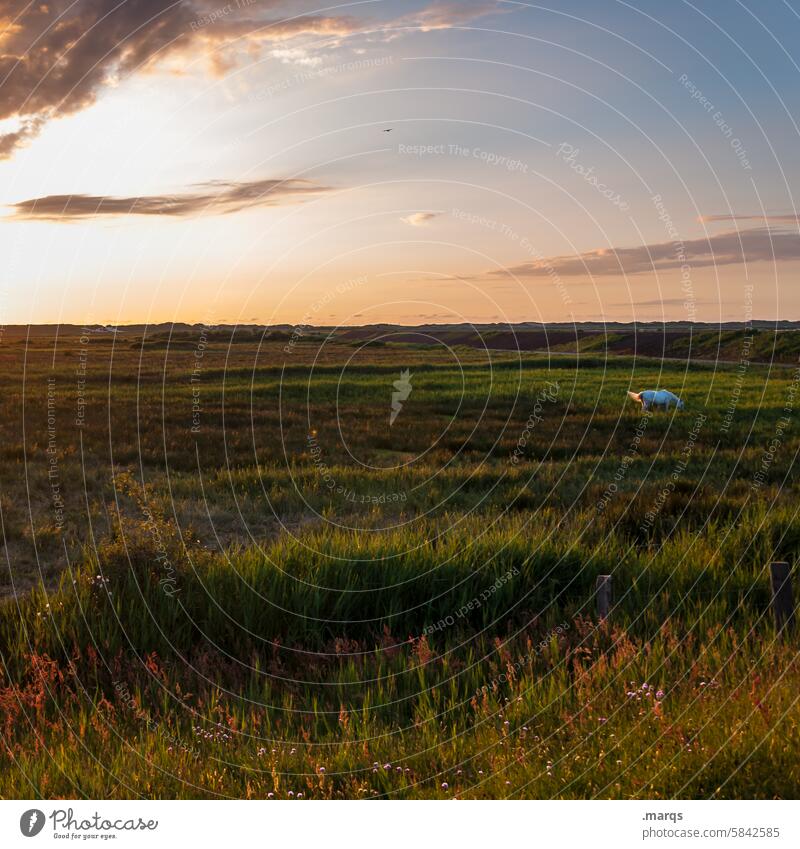 prairie Idyll Peaceful Willow tree Nature Animal Horizon Beautiful weather Grass To feed Free To enjoy Contentment Landscape Meadow Horse Evening Sky tawdry