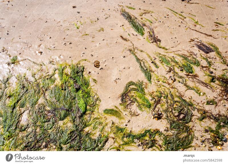weeds Sand Green Beach coast Ocean Algae Environment Wet Plant Nature Weed texture Seaweed Seashore North Sea Flotsam and jetsam washed ashore alga