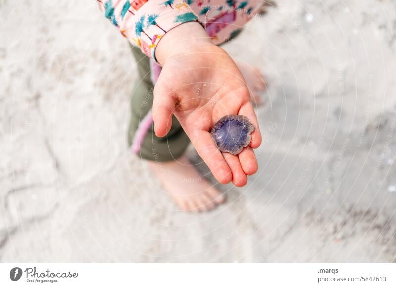 souvenir Hand Indicate Infancy Child hands Children`s hand Find guard sb./sth. family life explore Discover Sand Beach Jellyfish Environment nature conservation