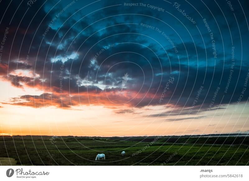 Grazing horses Sky Evening Horse Meadow Landscape Sunset Sunlight Contentment To enjoy Free To feed Grass Beautiful weather Horizon Animal Nature Willow tree 2