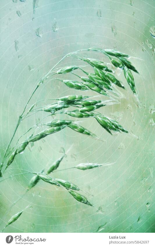 Blade of grass, wet after a rain shower... Photographed through the window of a bus stop pretty Intensive Plant naturally Summer Nature raindrops Wet Delicate