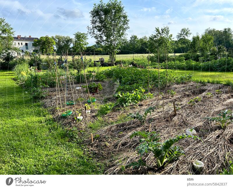 Permaculture garden in early summer Garden permaculture Organic gardening do gardening Gardening Nature Leisure and hobbies Growth plants Plant organic