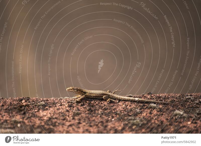 Small lizard sitting in the sun on a wall Reptiles Wall (barrier) Sunlight Wild animal Animal Nature Brown Animal portrait animal world 1 Saurians Day