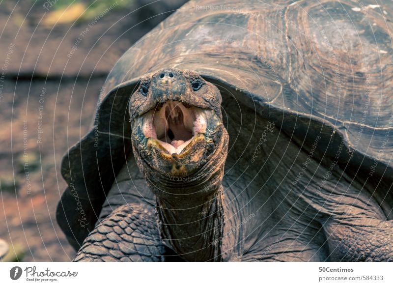 hungry giant tortoise with open mouth Galapagos islands Animal Wild animal Giant tortoise Turtle 1 Laughter Scream Aggression Old Power Anger Ecuador