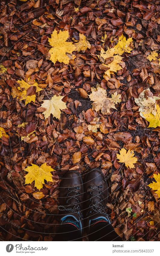Hiking boots in fall Boots TopDown Autumn Leaf Maple leaf Maple tree Beech leaf Woodground Forest Brown Yellow Wet Damp variegated Nature natural beauty