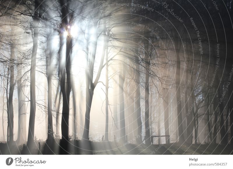 Sunrays break through the morning fog at the edge of the forest Environment Nature Landscape Plant Winter Beautiful weather Ice Frost Tree Forest Freeze