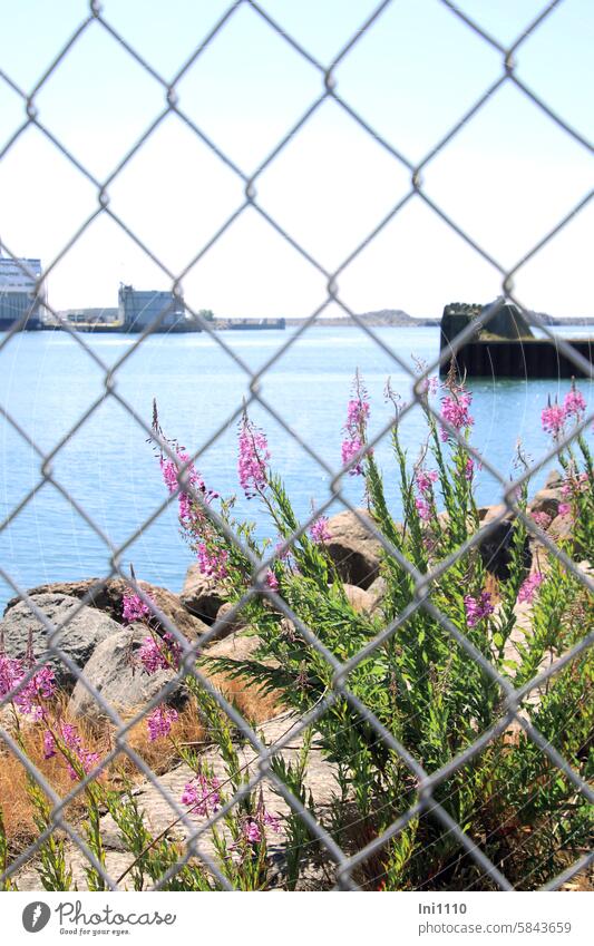 Willowherb in the harbor area Harbour port area harbour wall Plant Wild plant narrow-leaved Epilobium angustifolium blossoms pink purple Evening Primrose