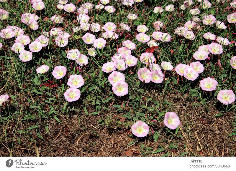Field bindweed Agriculture Weed Wild plant shrub Ground morning glory Winchweed convolvulaceae Honey flora Blossom Funnel flowers White light pink