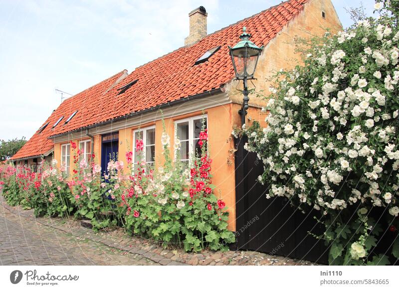 Picturesque houses on Bornholm Denmark pretty Building idyllically Typical Style warm colors Lime paints Yellow mustard yellow Red red tiles floral splendour